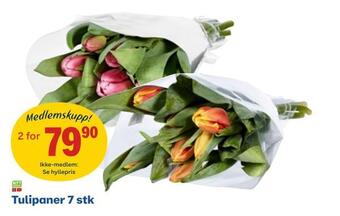 Coop Obs Tulipaner 7 stk tilbud