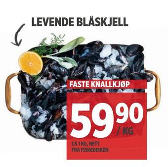 Meny Levende blåskjell tilbud