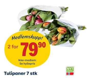 Tulipaner 7 stk