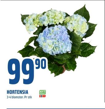 Coop Obs Hortensia tilbud
