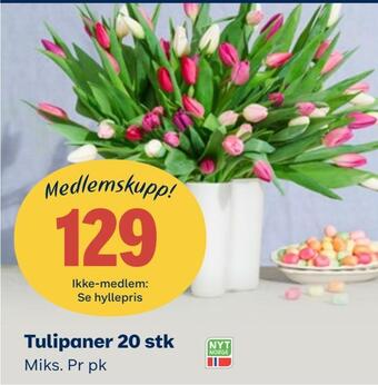 Coop Obs Tulipaner 20 stk tilbud