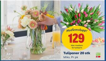 Coop Obs Tulipaner 20 stk tilbud