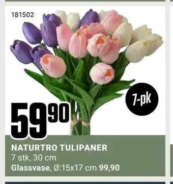 Naturtro tulipaner