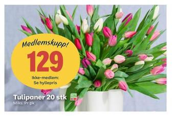Coop Obs Tulipaner 20 stk tilbud