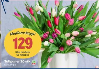 Coop Obs Tulipaner 20 stk tilbud