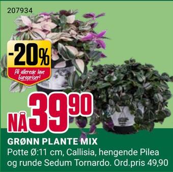 Europris Grønn plante mix tilbud