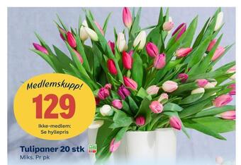 Matkroken Tulipaner 20 stk tilbud