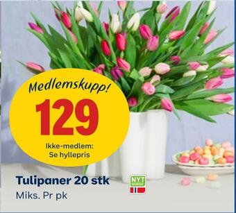 Coop Obs Tulipaner 20 stk tilbud