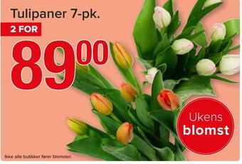 Spar Tulipaner 7-pk tilbud