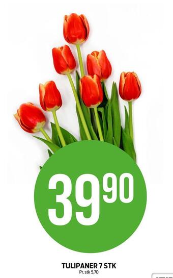 Kiwi Tulipaner 7 stk tilbud