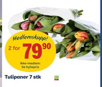 Coop Obs Tulipaner 7 stk tilbud
