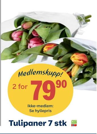 Coop Obs Tulipaner 7 stk tilbud