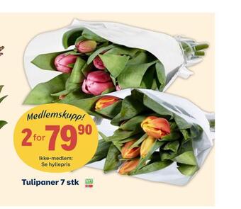 Coop Extra Tulipaner 7 stk tilbud
