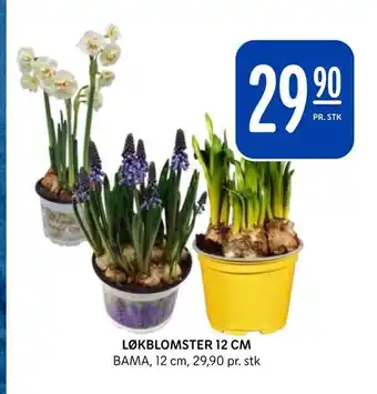 Rema 1000 Løkblomster 12 cm tilbud