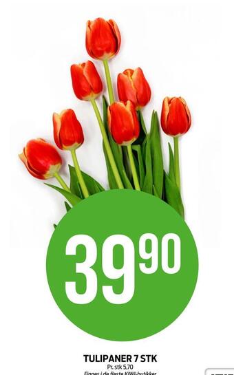 Kiwi Tulipaner 7 stk tilbud