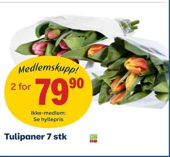 Coop Obs Tulipaner 7 stk tilbud