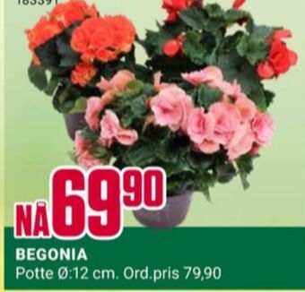 Europris Ukjent plante tilbud