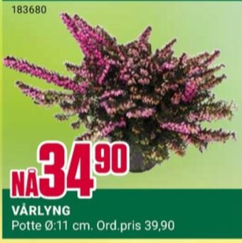 Europris Ukjent plante tilbud