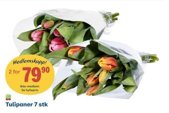Coop Obs Tulipaner 7 stk tilbud