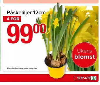 Spar Påskeliljer 12cm tilbud