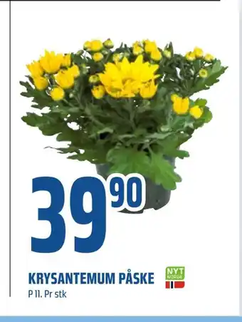 Coop Obs Krysantemum påske tilbud