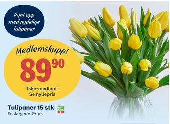 Matkroken Tulipaner 15 stk tilbud