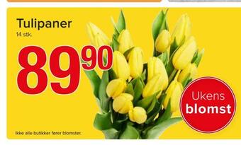 Spar Tulipaner tilbud