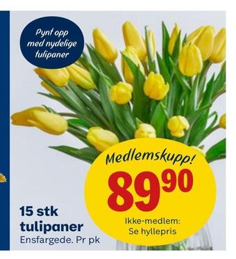 Coop Obs 15 stk tulipaner tilbud