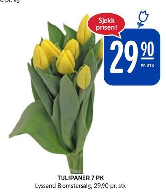 Rema 1000 Tulipaner 7 pk tilbud