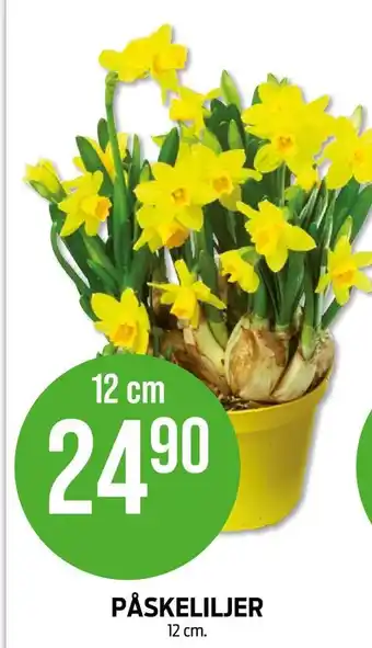 Kiwi Påskeliljer tilbud