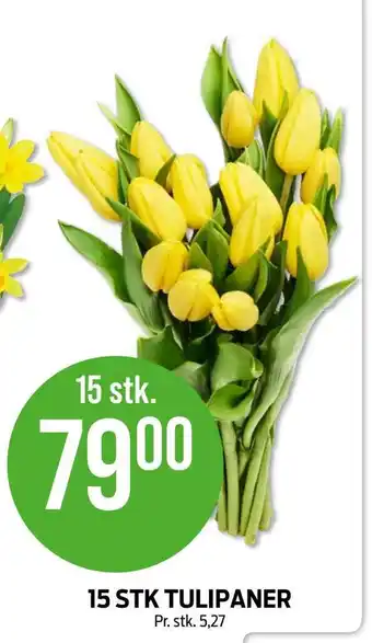 Kiwi 15 stk tulipaner tilbud