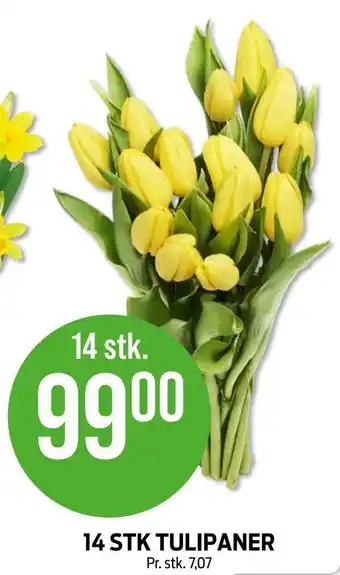 Kiwi 14 stk tulipaner tilbud