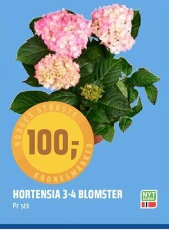 Coop Obs Hortensia 3-4 Blomster tilbud