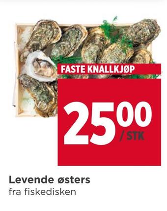 Meny Levende østers tilbud