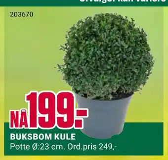Europris Buksbom kule tilbud