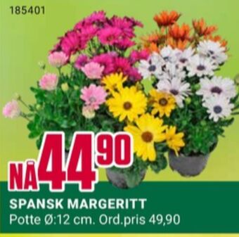 Europris Ukjent plante tilbud