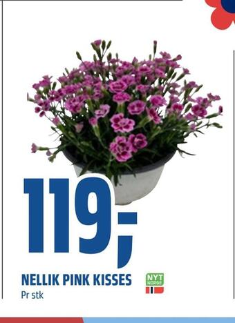 Coop Obs Nellik pink kisses tilbud