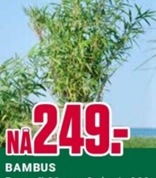Europris BAMBUS tilbud