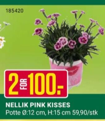 Europris Ukjent plante tilbud