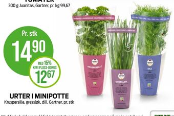 Kiwi Gartner krydderurt tilbud