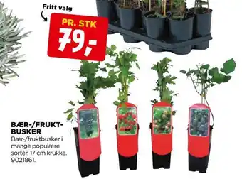 Bær-/fruktbusker