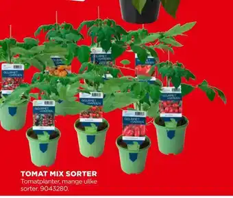 Tomat mix sorter