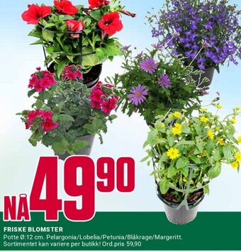 Europris FRISKE BLOMSTER tilbud