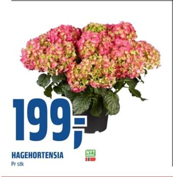 Coop Obs Ukjent plante tilbud