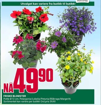 Europris Ukjent plante tilbud