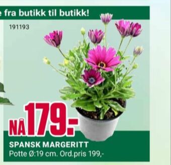 Europris Ukjent plante tilbud