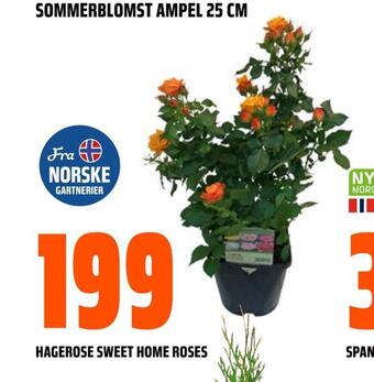 Obs Bygg Hagerose sweet home roses tilbud