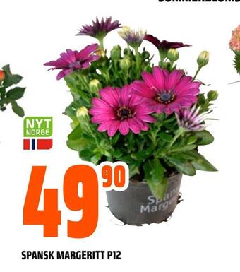Obs Bygg Spansk margeritt p12 tilbud