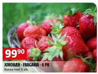 Bauhaus Jordbær - fragaria - 6 pk tilbud