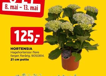 jem & fix Hortensia tilbud